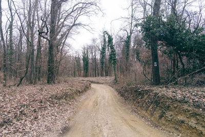Road amidst trees in forest