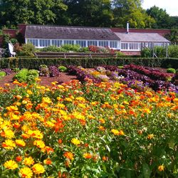Colorful flowers in garden