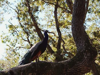 Low angle view of bird perching on tree against sky