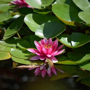 Close-up of pink lotus water lily in pond