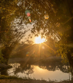 Sunlight streaming through trees on lake during sunny day