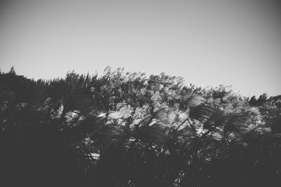 Low angle view of trees against clear sky
