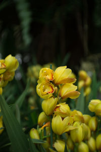 Close-up of yellow flowering plant