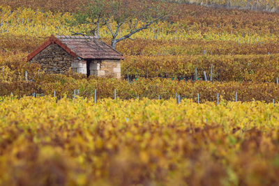 The burgundy vineyards give birth to great wines of historical and international renown. 