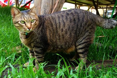 Portrait of cat relaxing on grassy field