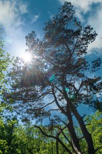 Low angle view of sunlight streaming through tree