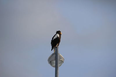 Low angle view of bird perching on the sky