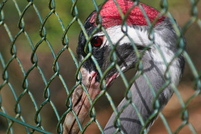 Close-up of bird in cage at zoo