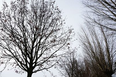 Low angle view of bird flying against sky