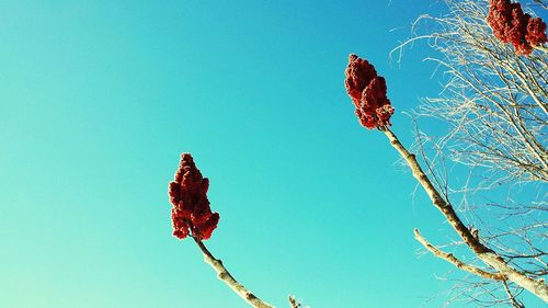 Low angle view of trees against clear blue sky