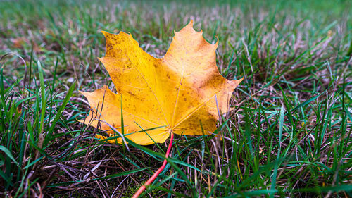 Close-up of yellow maple leaf on grass
