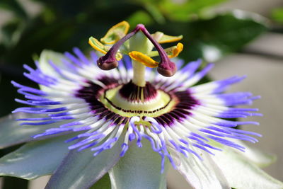 Close-up of purple flower