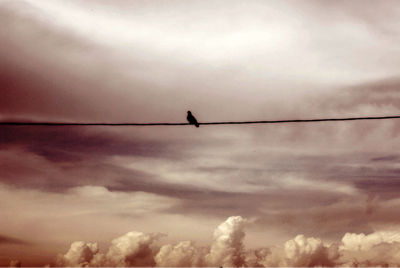 Silhouette birds perching on power line against sky