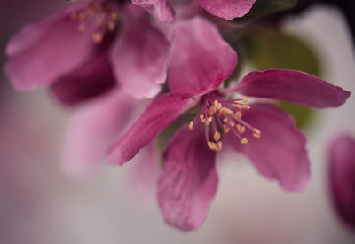 Close-up of pink flower