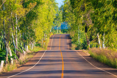 Empty road amidst trees in forest