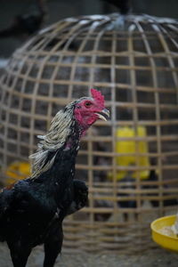Close-up of a bird in cage