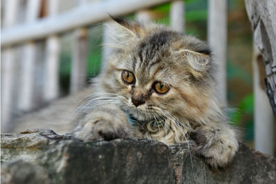 Portrait of cat relaxing outdoors