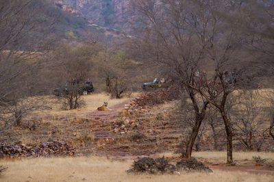 View of bare trees on field