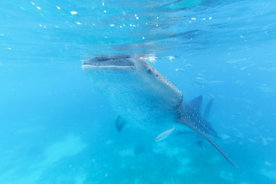 Whale shark swimming in sea