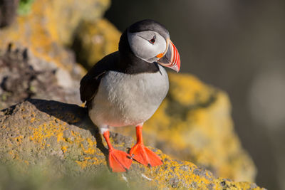 Close-up of puffin perching on rock during sunny day