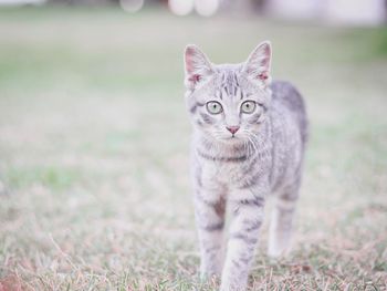 Portrait of cat on field