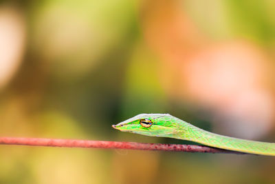 Close-up of lizard on leaf