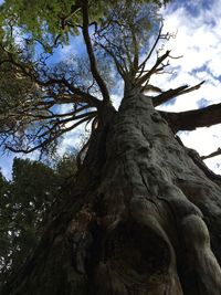 Low angle view of tree in forest