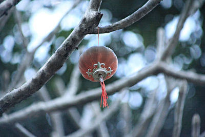 Low angle view of lantern hanging on branch