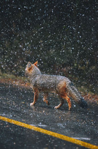 Portrait of fox on road