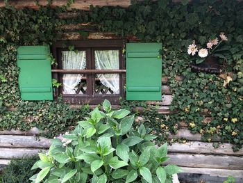 Plants growing outside building