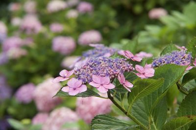 Close-up of pink flowering plant