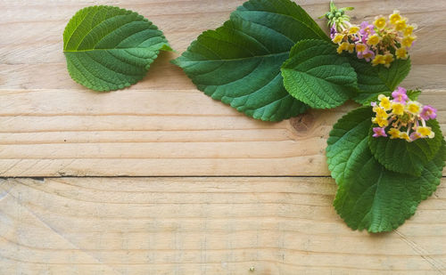 High angle view of green leaves on table