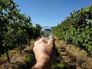 Close-up of hand holding plants against clear blue sky