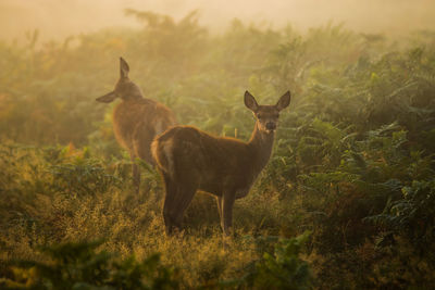 Fallow deer standing in foliage