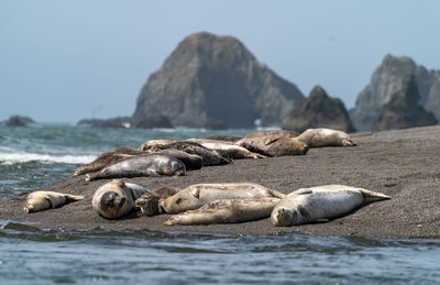 Harbor seals resting on beach at the pacific with rocks of the california coastline in background. 