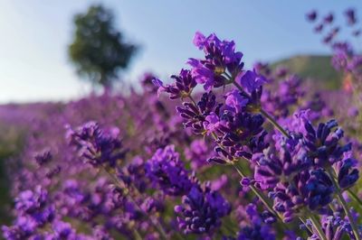 Close-up of purple flowering plants on field