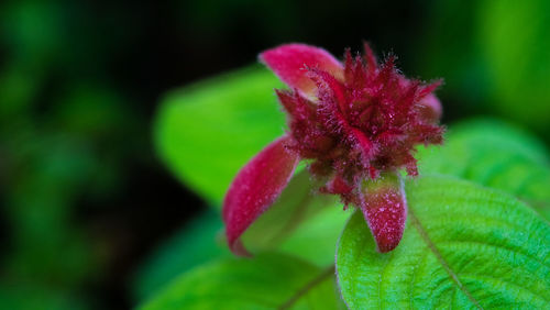 Close-up of pink flowers