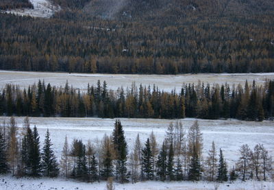 Pine trees in forest during winter