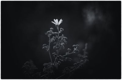 View of flowers in the dark