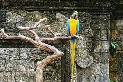Bird perching on branch against wall