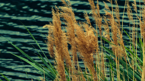 Close-up of plant growing on field