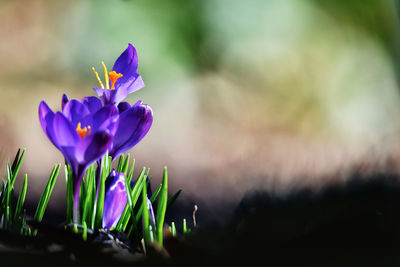 Close-up of purple crocus flowers