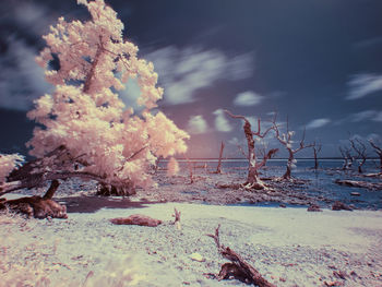 Scenic view of snow covered landscape