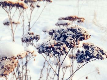 Close-up of snow covered tree
