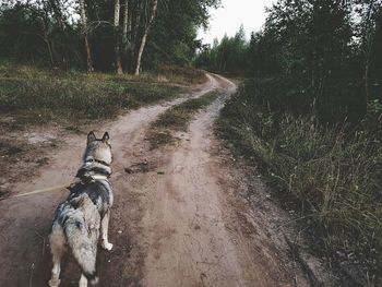 Dog on road amidst trees