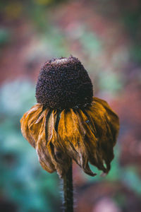 Close-up of wilted flower against blurred background