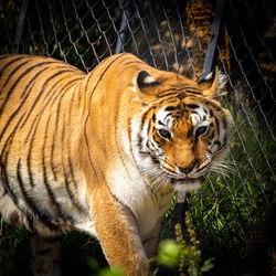 Portrait of a tiger in zoo