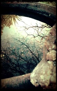 Bare trees against sky