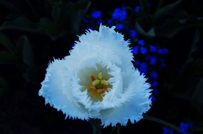 Close-up of white flowering plant