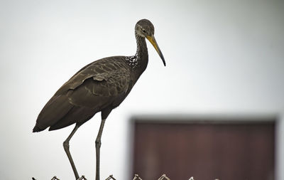 Low angle view of a bird